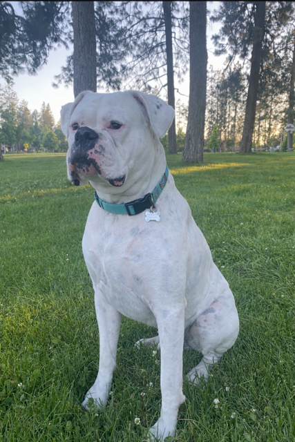 Coach just hanging out.